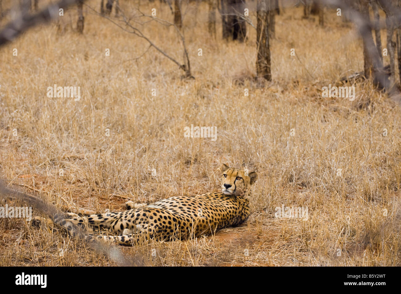 L'état sauvage des animaux guépard guépard Acinonyx jubatus en proie ambiance southafrica sud-afrika wilderness afrique du sud Banque D'Images L'état sauvage des animaux guépard guépard Acinonyx jubatus en proie ambiance southafrica sud-afrika wilderness afrique du sud Banque D'Images
