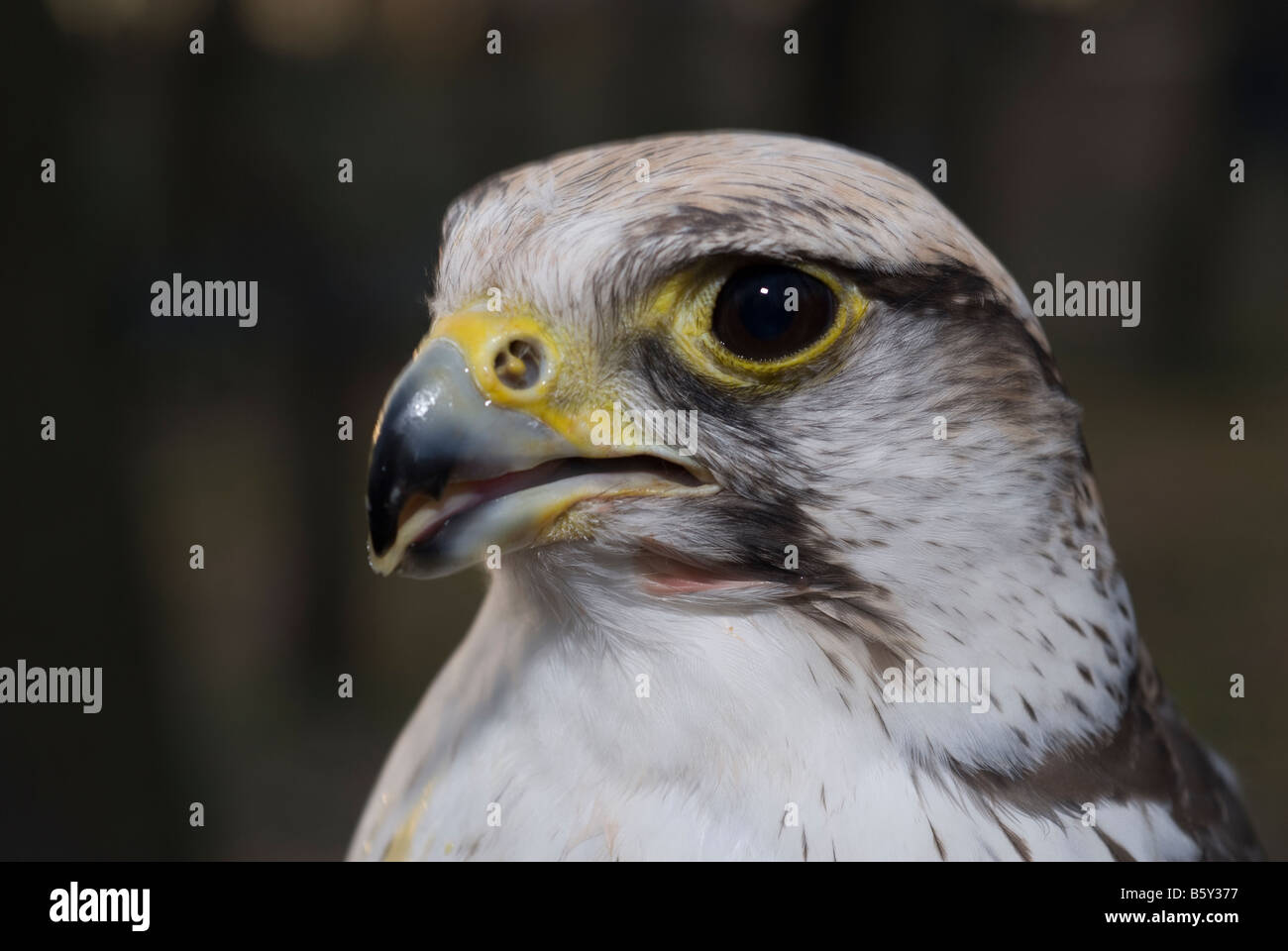 Hybride oiseau Faucon gerfaut Falco rusticolus Faucon Lanier Falco biarmicus et Banque D'Images