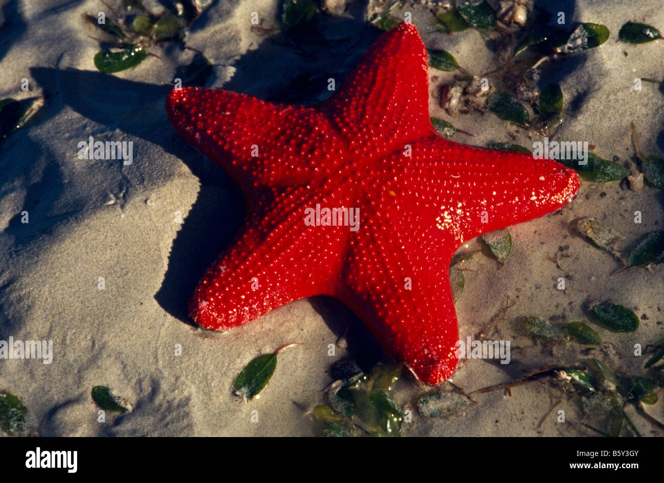 Les étoiles de mer, de l'Australie Banque D'Images