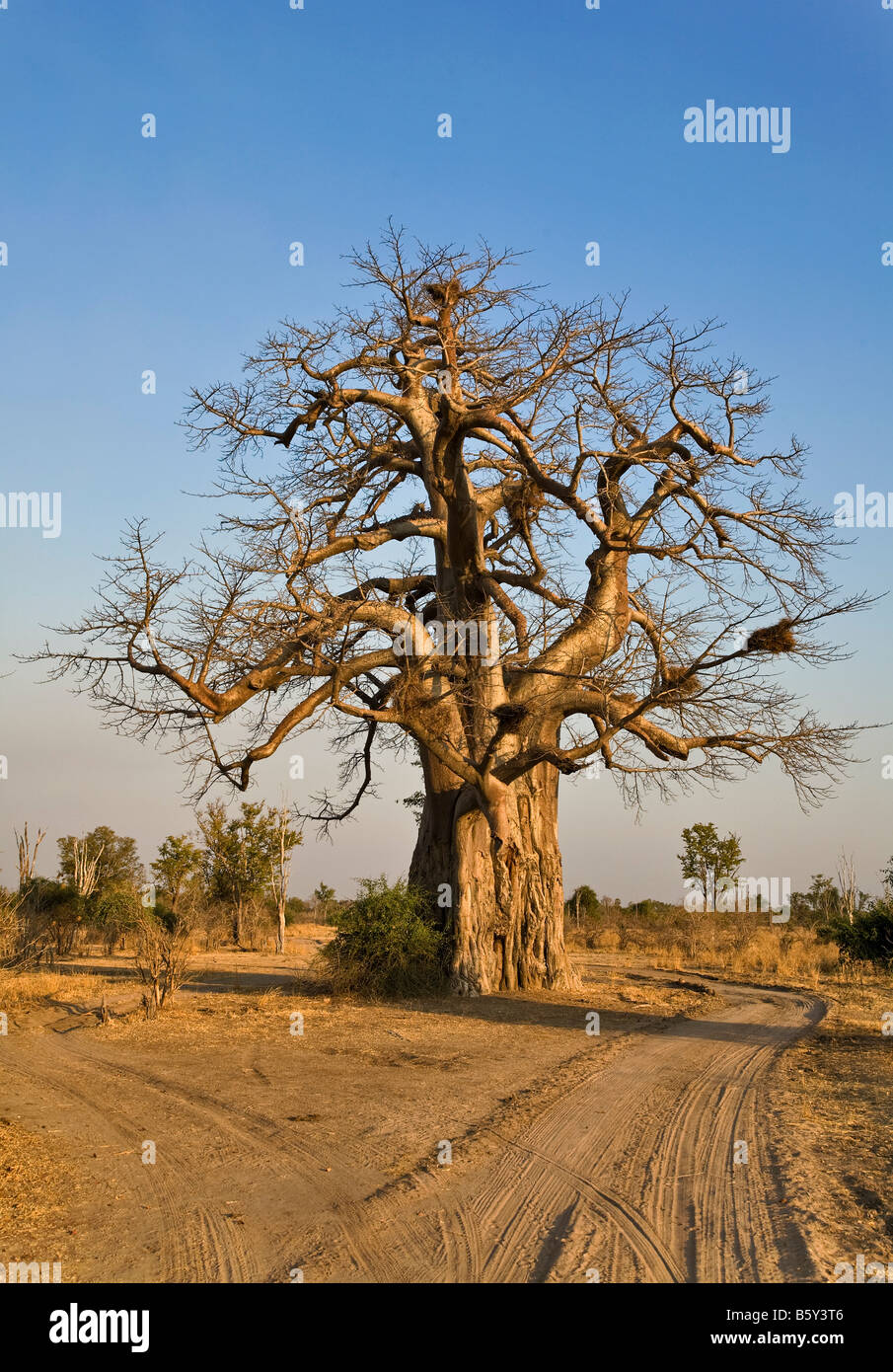 Baobab à South Luangwa National Park en Zambie Banque D'Images