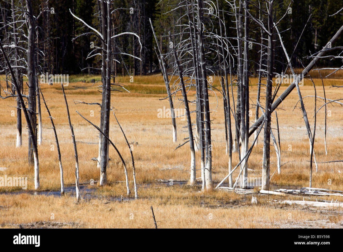 Les arbres tués par des phénomènes thermiques, près de Grand Prismatic Spring, Midway Geyser Basin, Parc National de Yellowstone, Wyoming, USA Banque D'Images