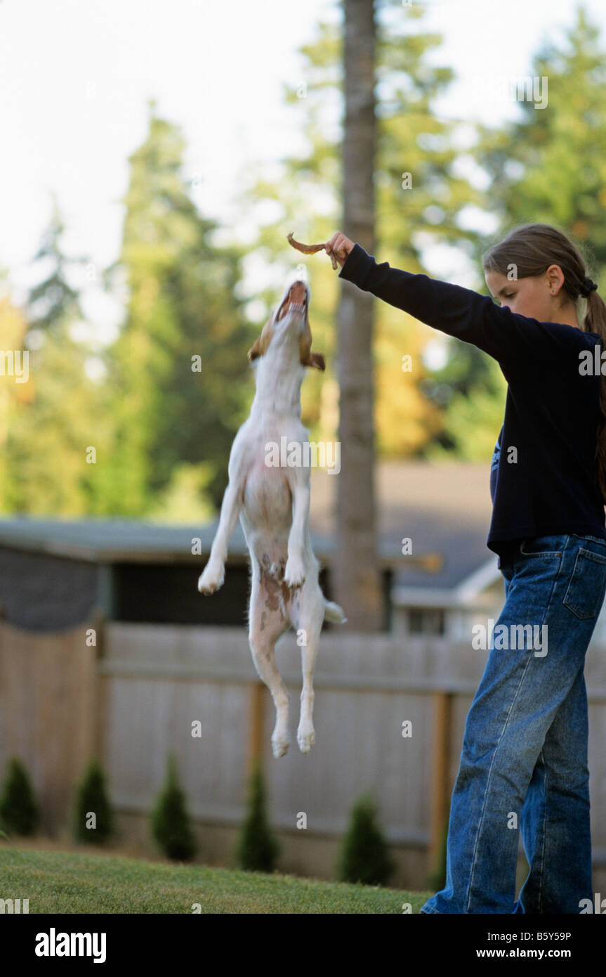 Fille de 10 ans tenant une chien traiter alors qu'un Jack Russell Terrier saute de mordre il Port Orchard Washingon State USA MR PR Banque D'Images