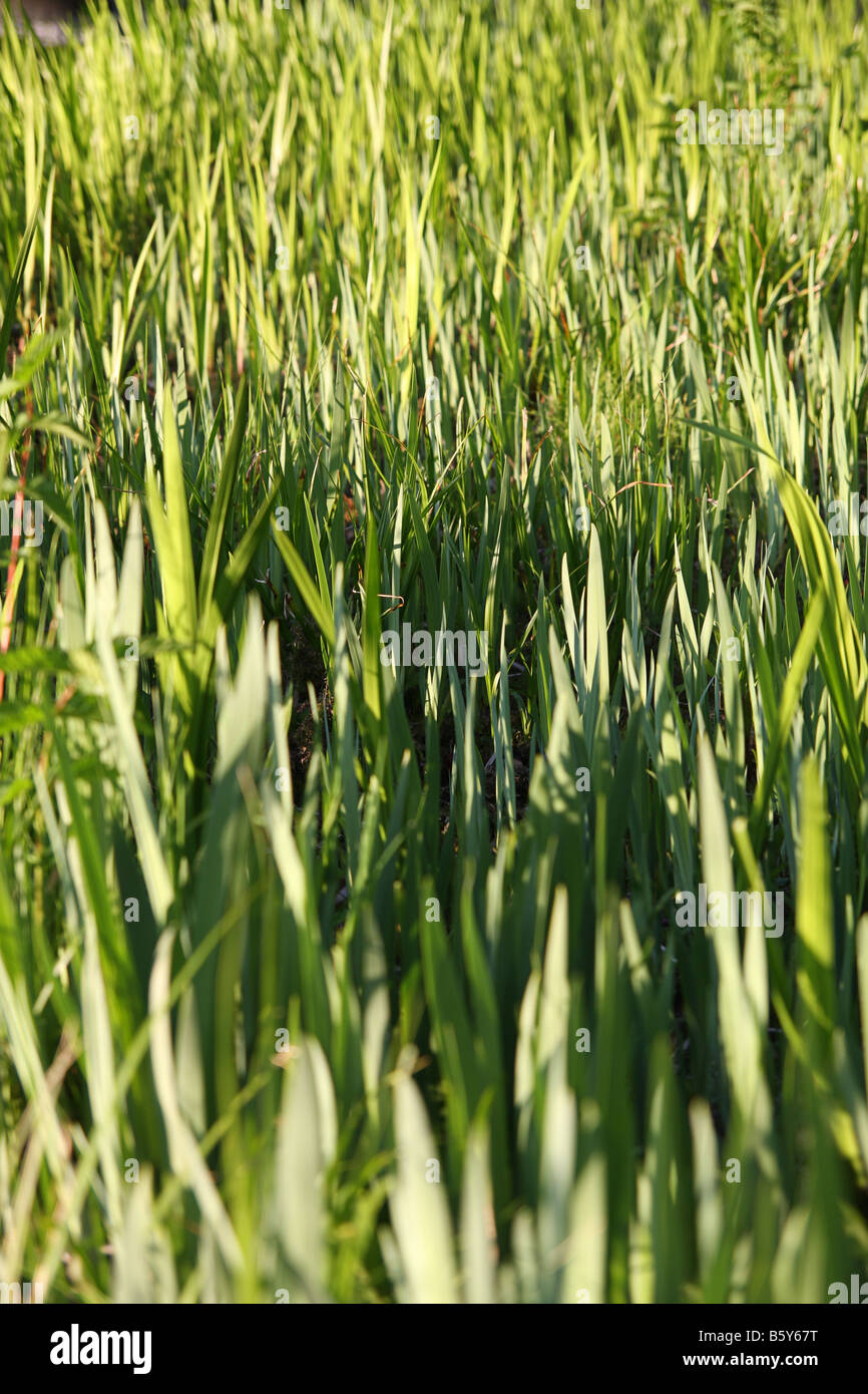 L'herbe verte Banque D'Images