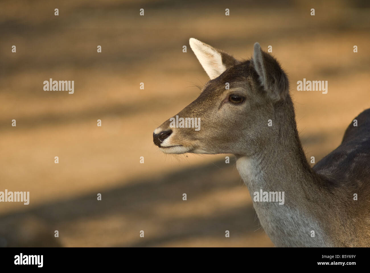 Femme de lama, Lama glama, mammifère de la famille des camélidés Banque D'Images