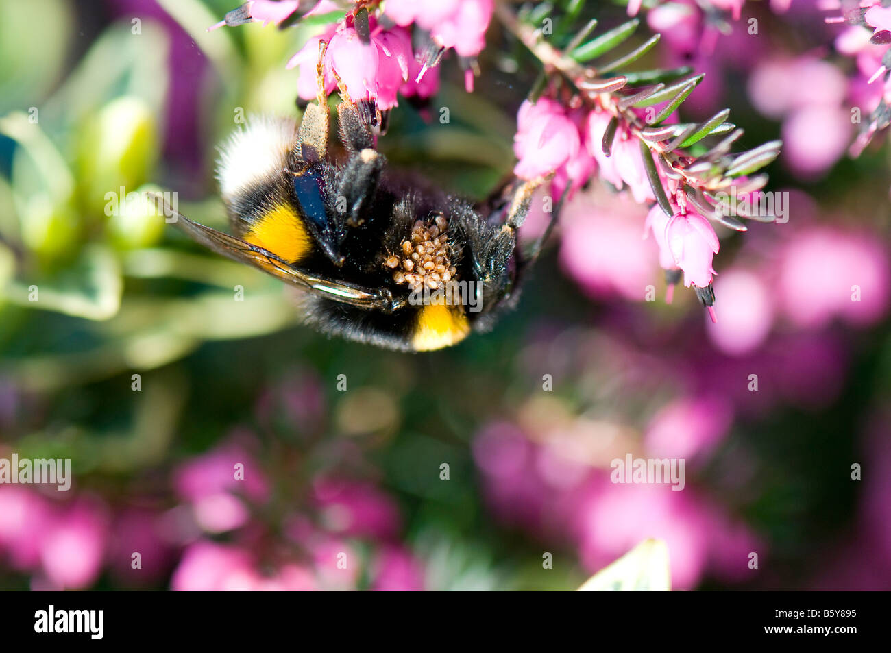 Les bourdons (Bombus reine de la terre) Banque D'Images