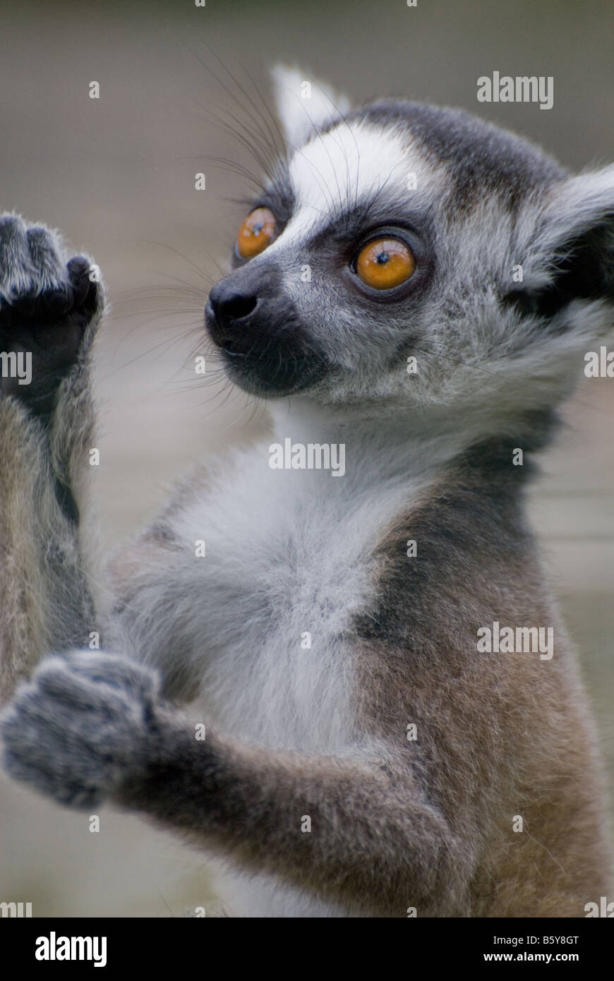 Bague bébé cerf de Lima Banque D'Images