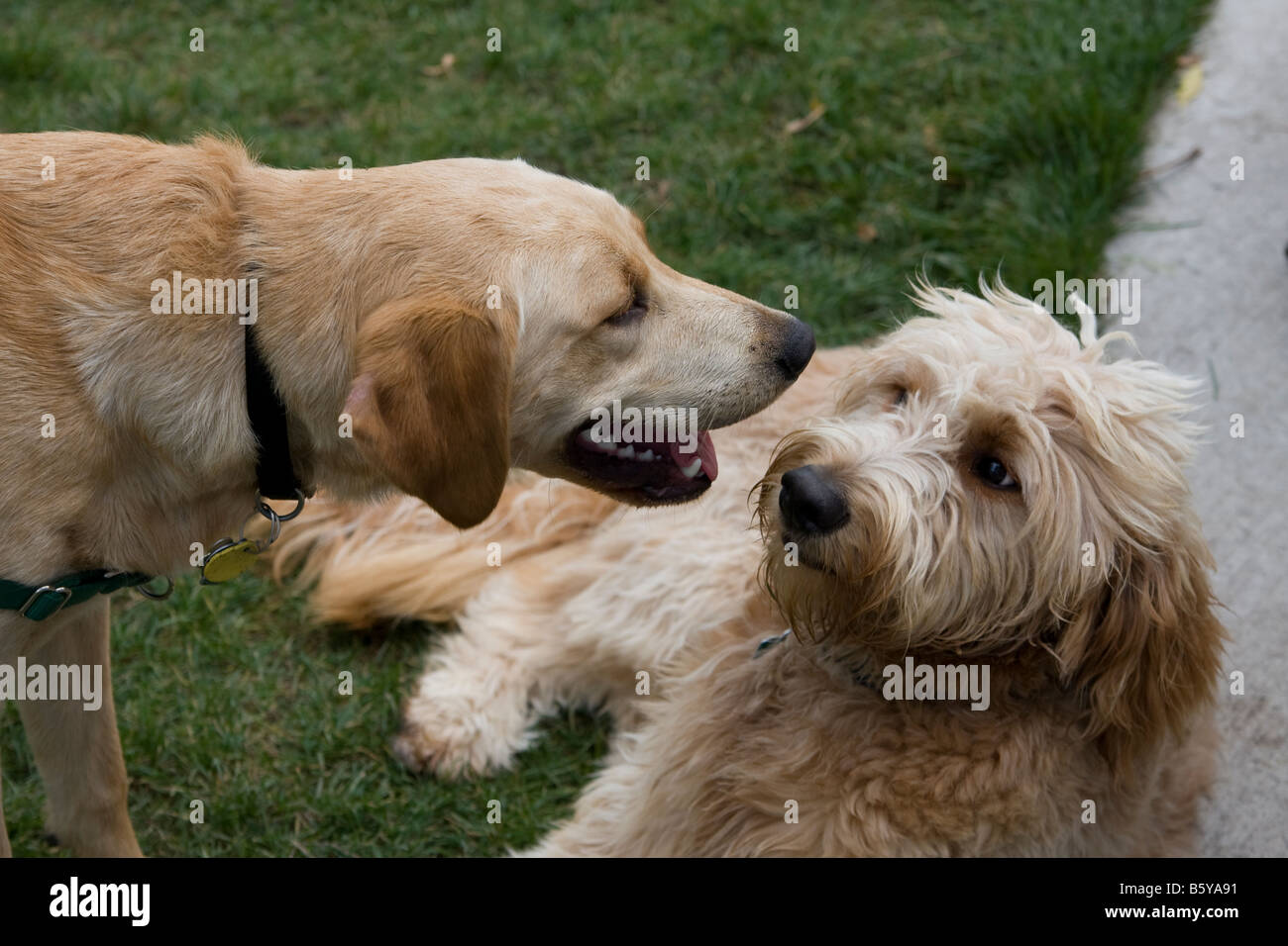 Deux chiens communiquent les uns avec les autres tout en jouant. Banque D'Images