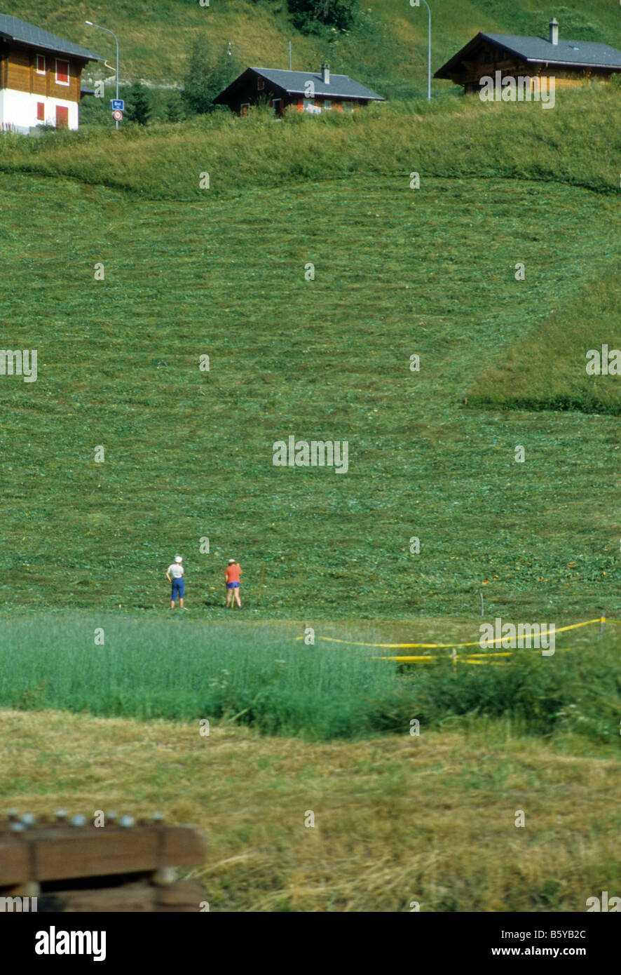 L'herbe est coupée à stocker pour l'hiver l'alimentation des animaux sur la ferme Suisse Banque D'Images L'herbe est coupée à stocker pour l'hiver l'alimentation des animaux sur la ferme Suisse Banque D'Images