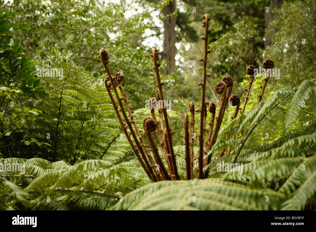 Fren arbre Jardin Botanique Wellington Wellington New Zealand Banque D'Images
