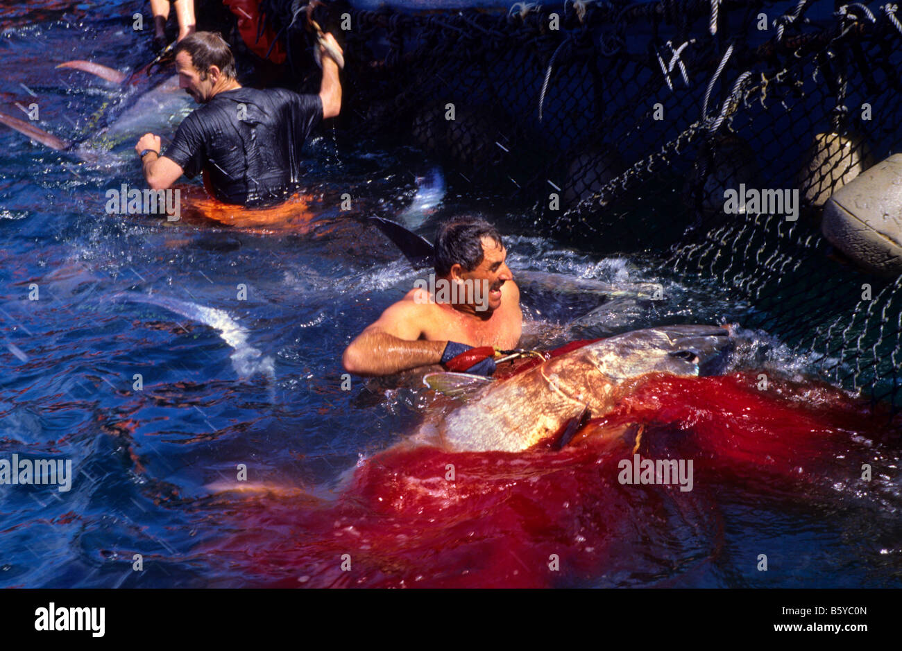 La pêche du thon à Barbate Cadiz Province Espagne Banque D'Images