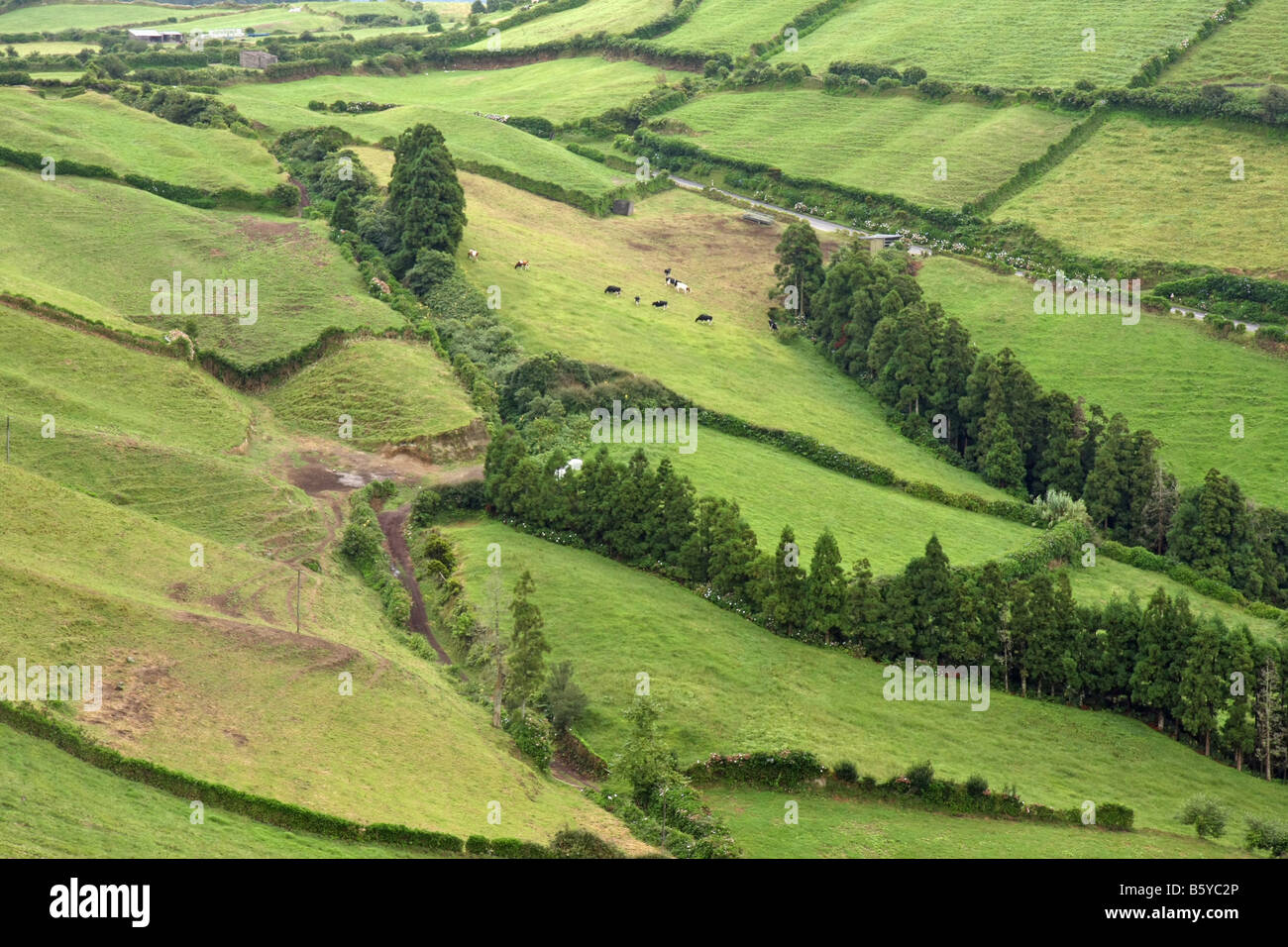 Les champs avec les vaches à la colline de Sete Cidades, São Miguel, Açores, Portugal Banque D'Images