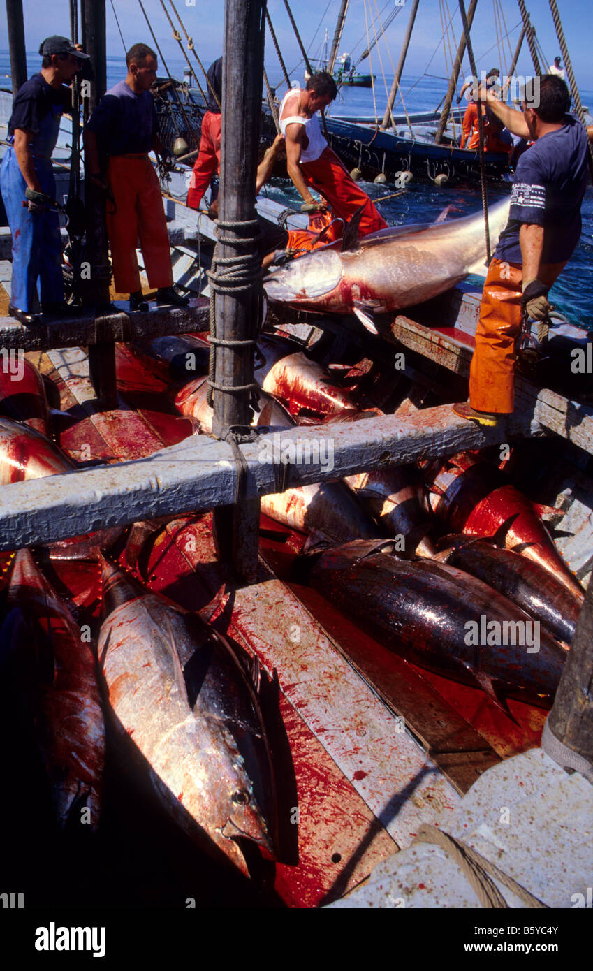 La pêche du thon à Barbate Cadiz Province Espagne Banque D'Images