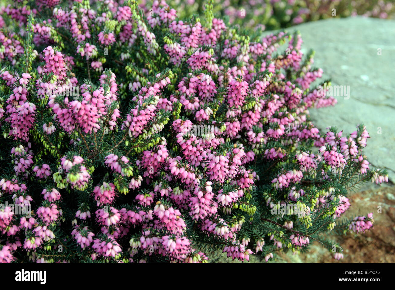 ERICA CARNEA BRUYÈRE D'HIVER ROSE Banque D'Images