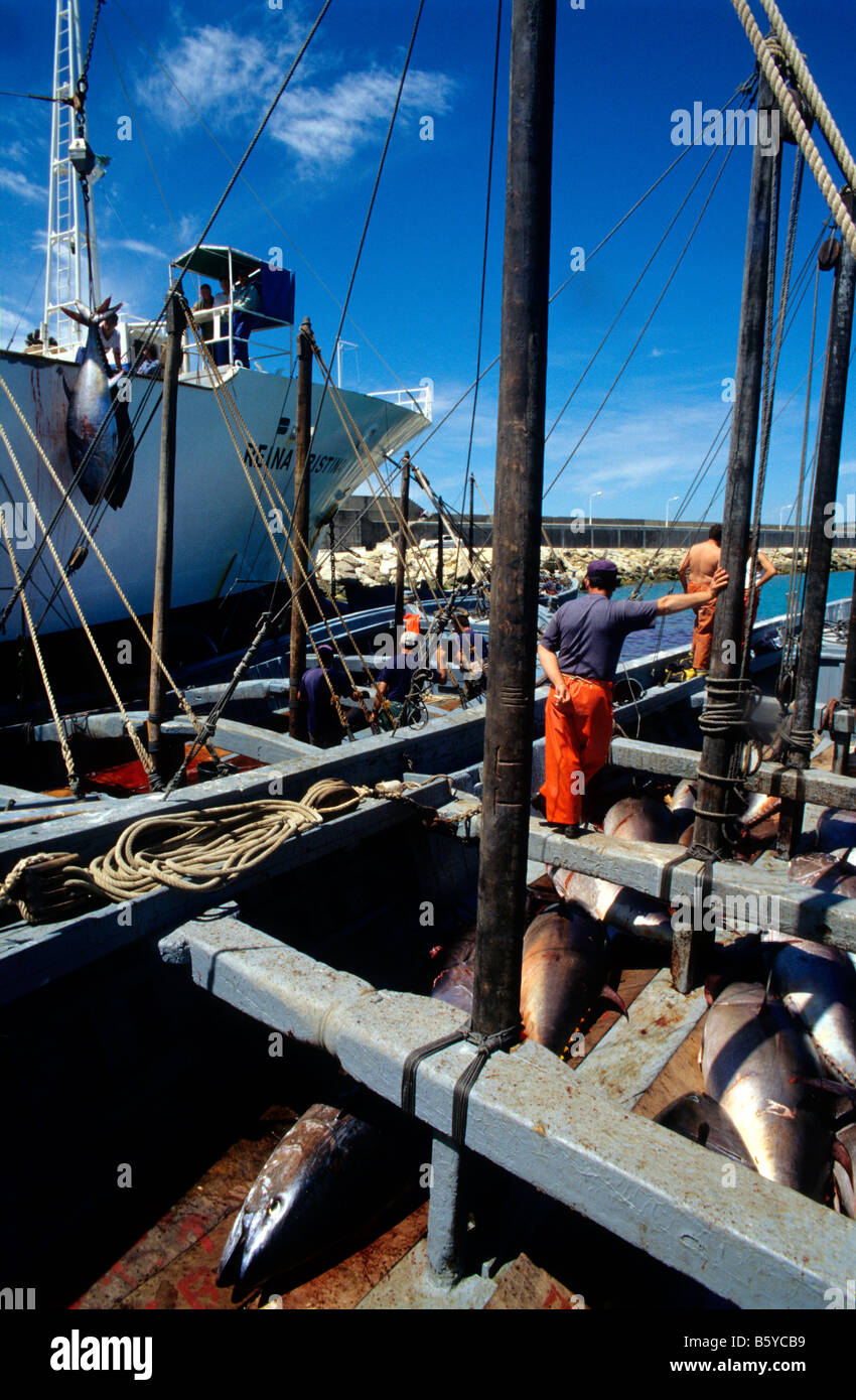 Télécharger le thon dans une usine en bateau pour le marché japonais Barbate Cadiz Province Espagne Banque D'Images