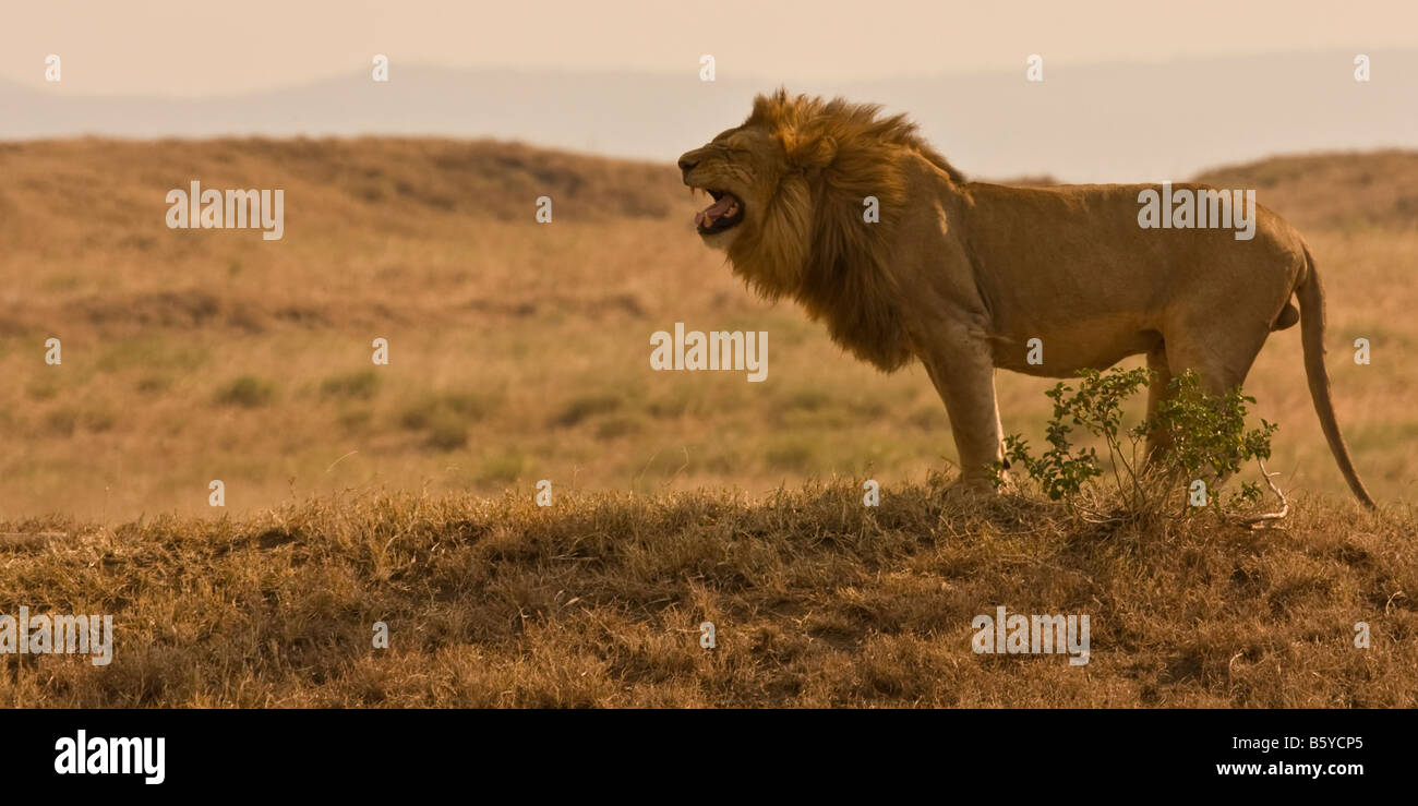 Un lion bâillant sur la plaine du Serengeti Banque D'Images