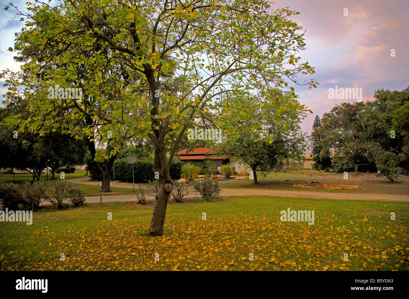 Les feuilles d'automne sur l'herbe Banque D'Images