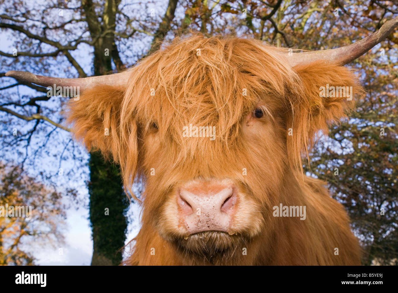 La Grande-Bretagne UK Highland Cow Head et face à face close up Banque D'Images