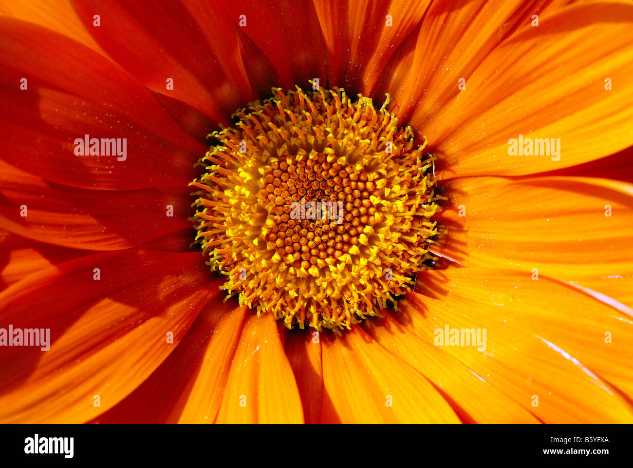 Corolle de fleur Photo Stock - Alamy