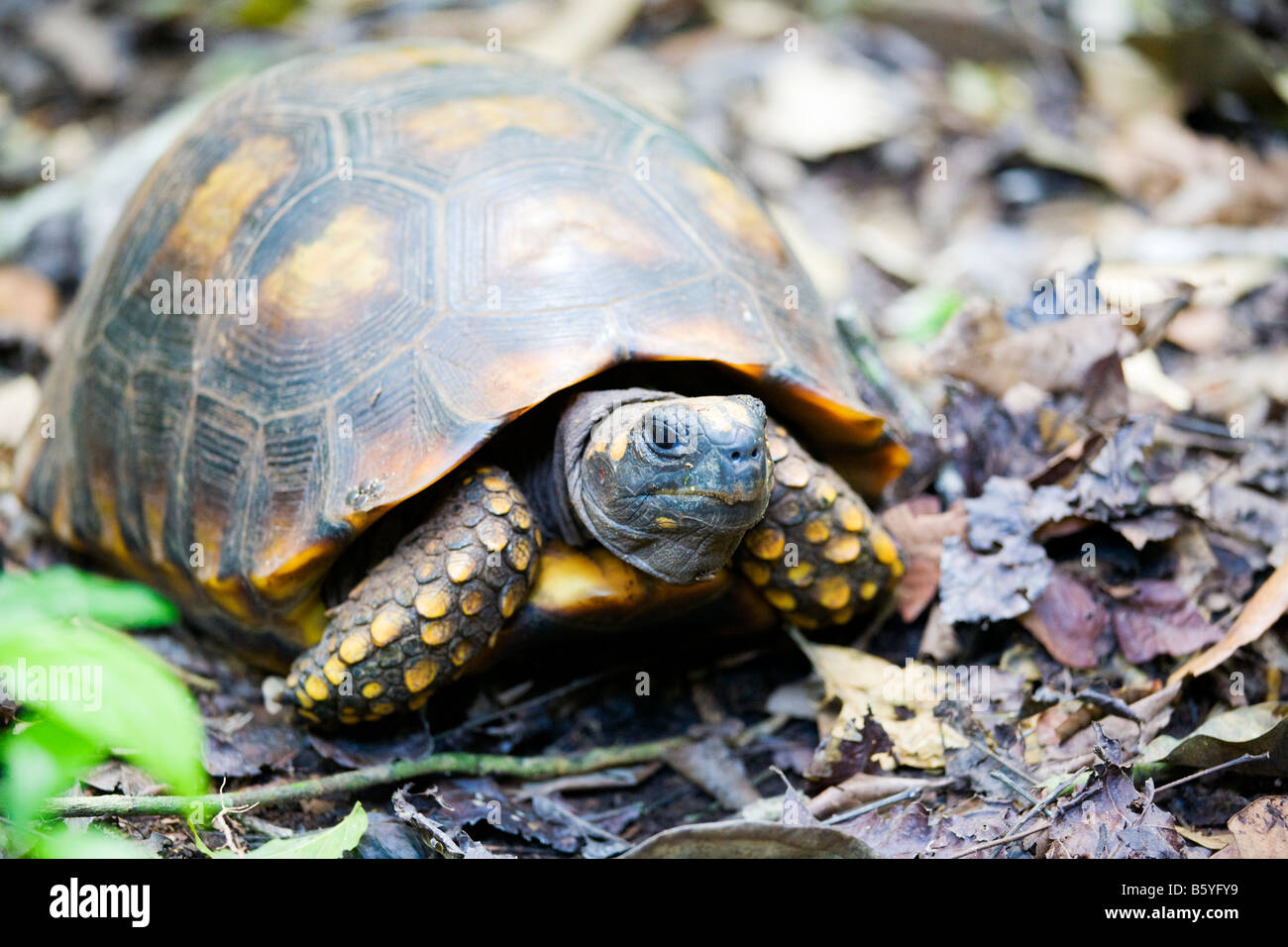 La tortue à pattes jaunes Banque D'Images