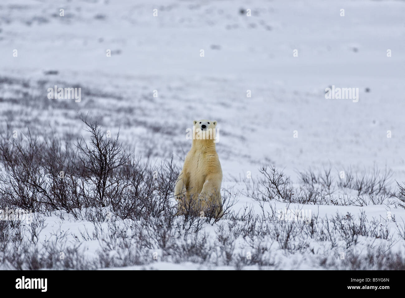 L'ours polaire debout derrière les saules de vérifier qui est à venir vers elle dans le parc national du Mont-Riding, au Manitoba, Canada Banque D'Images