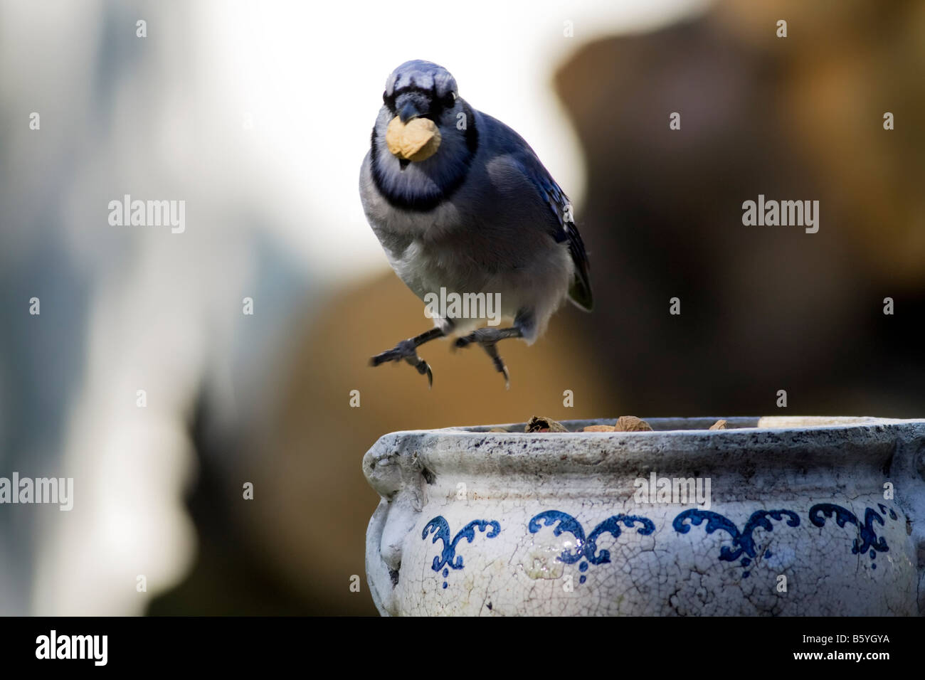 Back yard birds Banque D'Images