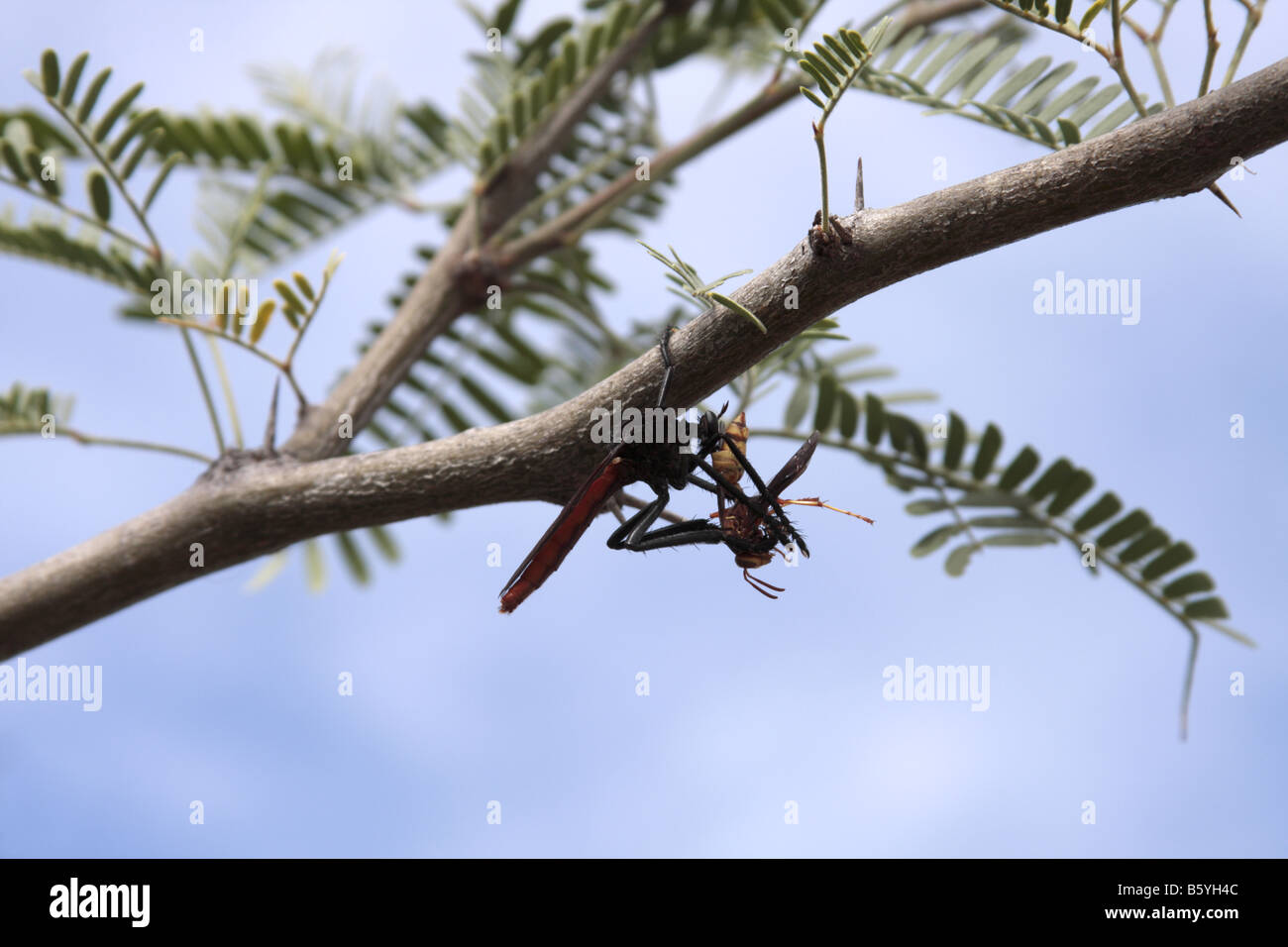 Robber fly (Asilidae) se nourrissent d'une guêpe, Arizona, USA Banque D'Images