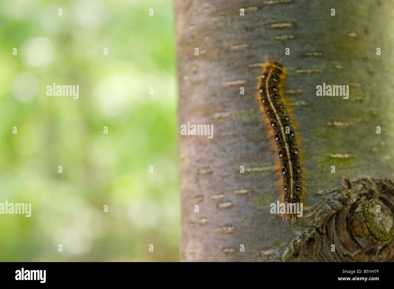 Libre d'une chenille grimpant sur le côté d'un arbre dans les bois Banque D'Images