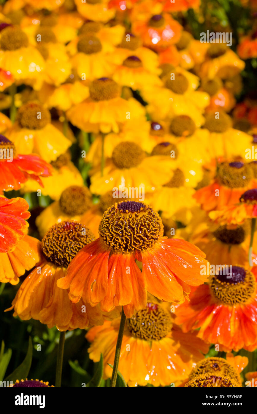 Helenium Rubinzwerg fleur AGA close up Banque D'Images