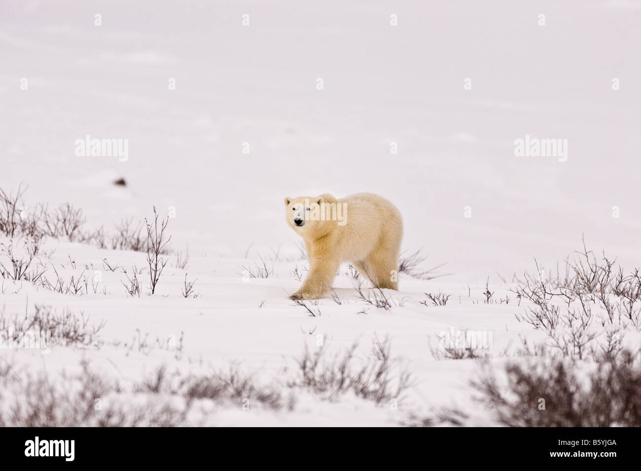 Ours polaires marche sur la toundra enneigée entre les buissons de saule du parc national Wapusk, Manitoba, Canada Banque D'Images