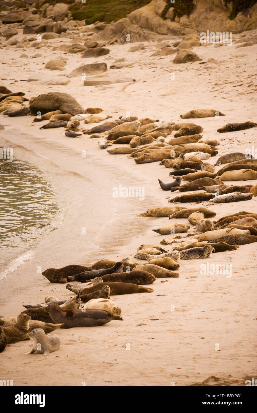 Les phoques communs se prélasser sur la plage Hopkins Marine Station, de l'Université de Stanford, Californie Monterey Banque D'Images