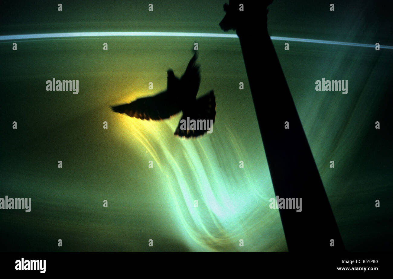 Colombe Banque D'Images