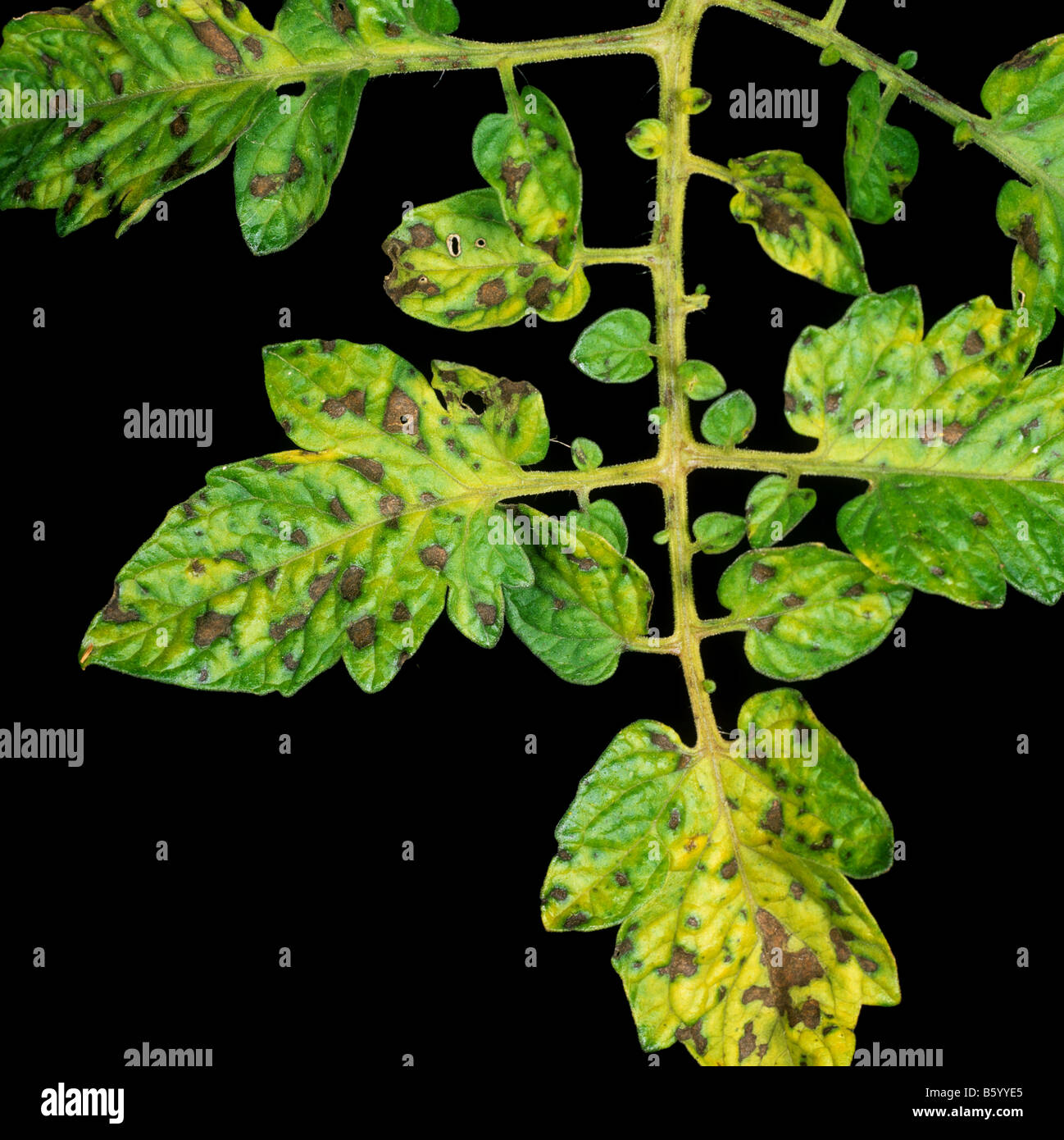 Les symptômes de carence en manganèse Mn sur les feuilles des plantes — free download