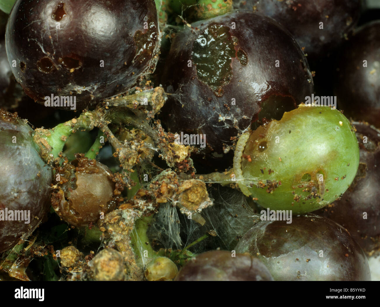 La tordeuse de la vigne européenne Lobesia botrana dommages caterpillar et sangles sur fruits raisin Banque D'Images