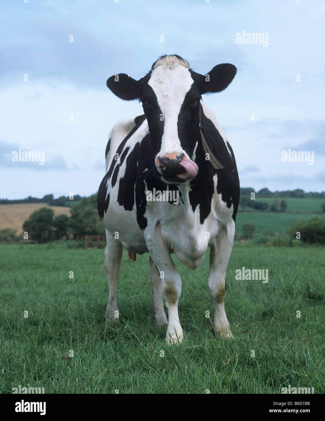 La vache Holstein Friesian face caméra l'est du Devon Banque D'Images