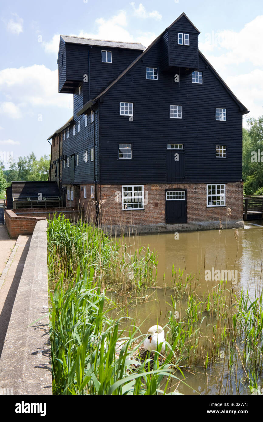 Les cygnes qui nichent dans le bief de Houghton Mill on the Great Ouse près de St Ives, Cambridgeshire Banque D'Images