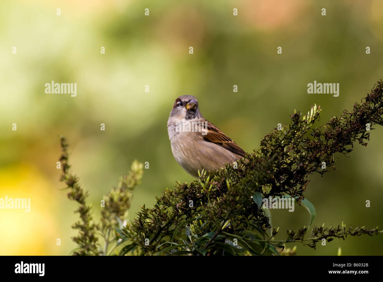 Back yard birds Banque D'Images