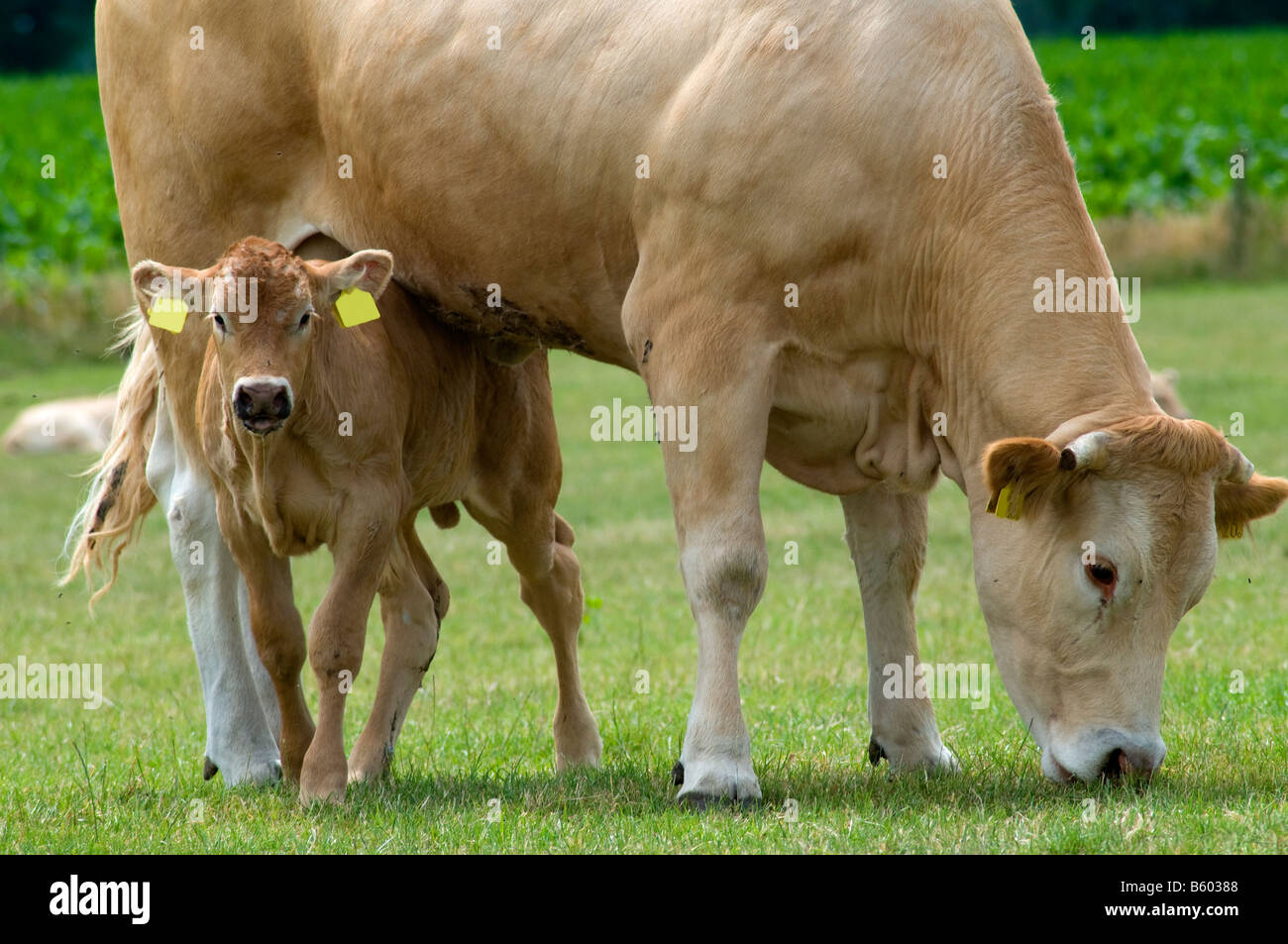 Vache Paturage Avec Son Bebe Joue A Cache Cache Photo Stock Alamy