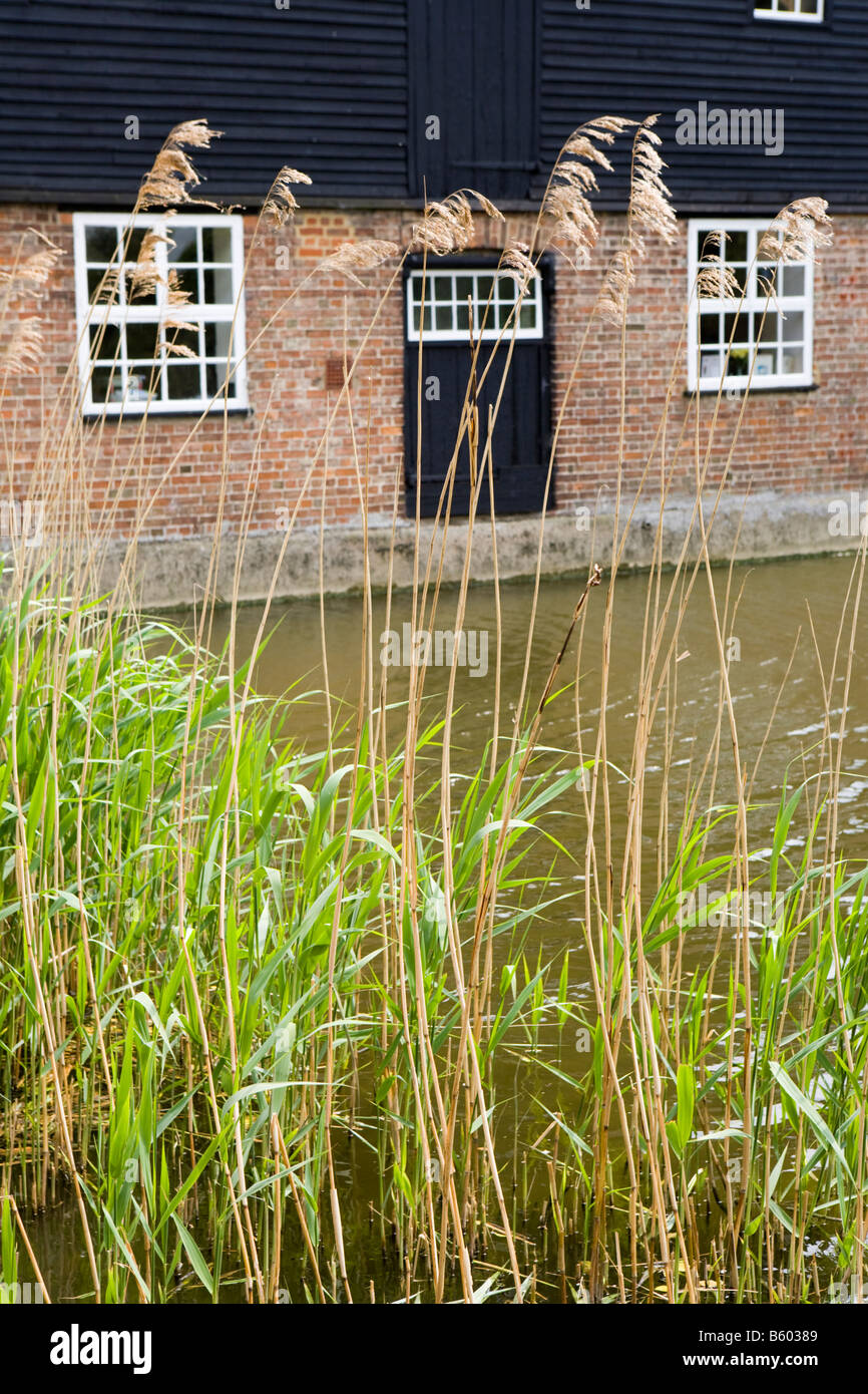 Roseaux croissant dans le bief de Houghton Mill on the Great Ouse près de St Ives, Cambridgeshire Banque D'Images