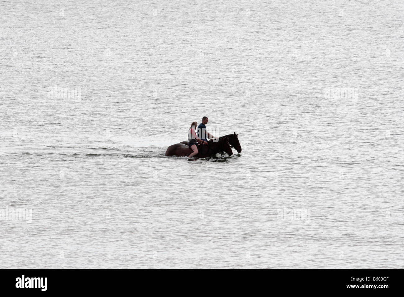 En tenant les chevaux pour une baignade à la plage Dinas Dinlle Baie de Caernarfon au Pays de Galles Banque D'Images