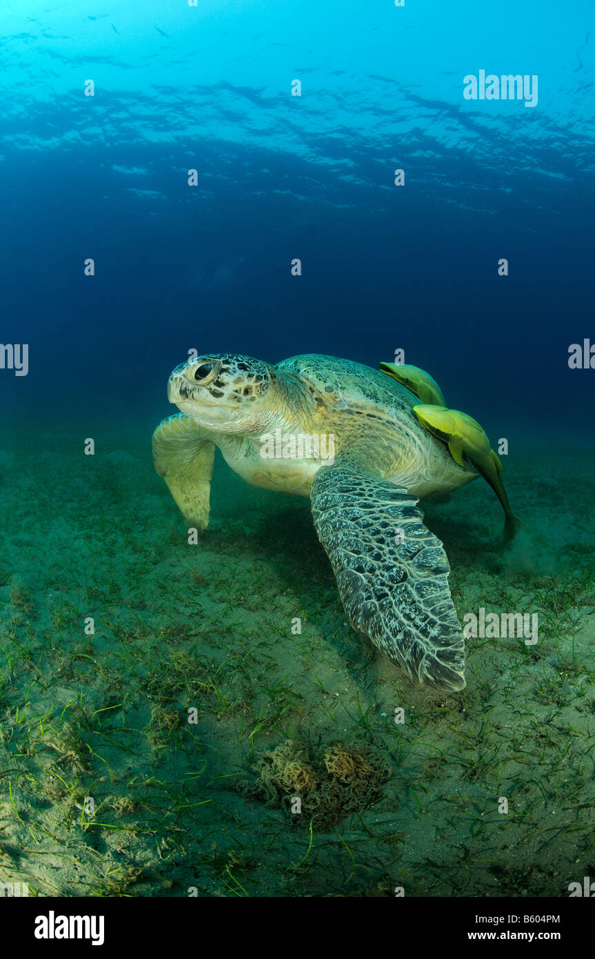 Chelonia mydas Echeneis naucrates Green seaturtle et Sharksucker, Mer Rouge Banque D'Images