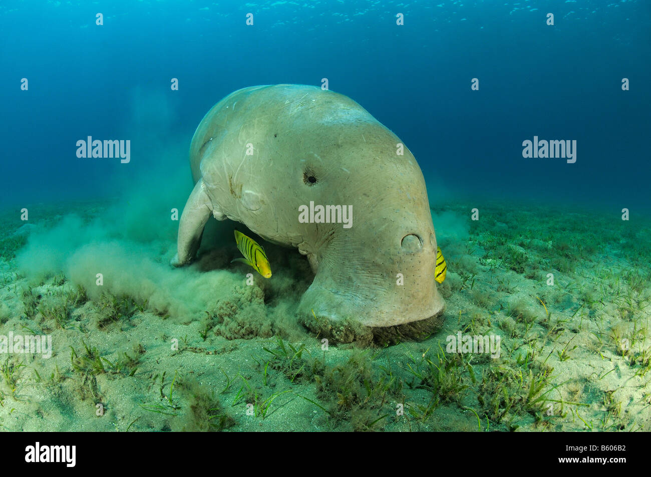 Dugong dugon, Gnathanodon speciosus, Dugong avec juvenile Golden trevally, Mer Rouge Banque D'Images