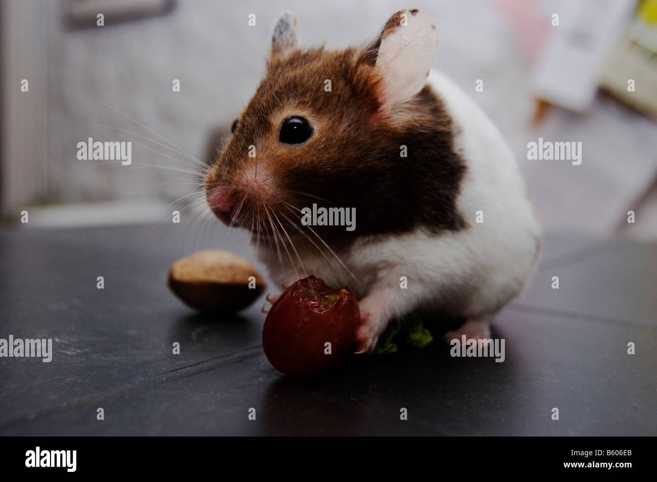 Hamster sur raisin holding plan Banque D'Images