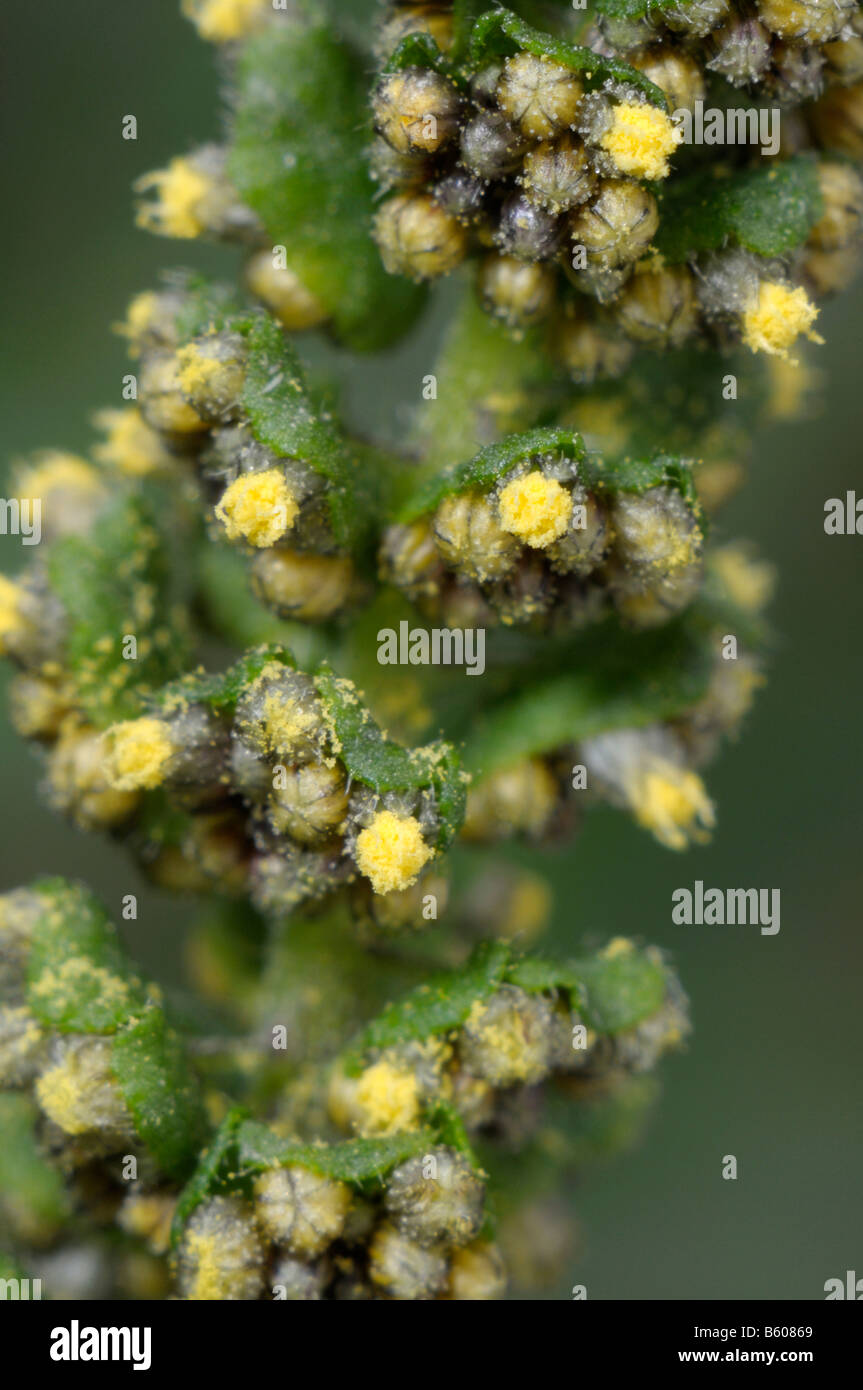 L'herbe à poux annuel, petite herbe à poux (Ambrosia artemisiifolia), hampes, close-up Banque D'Images