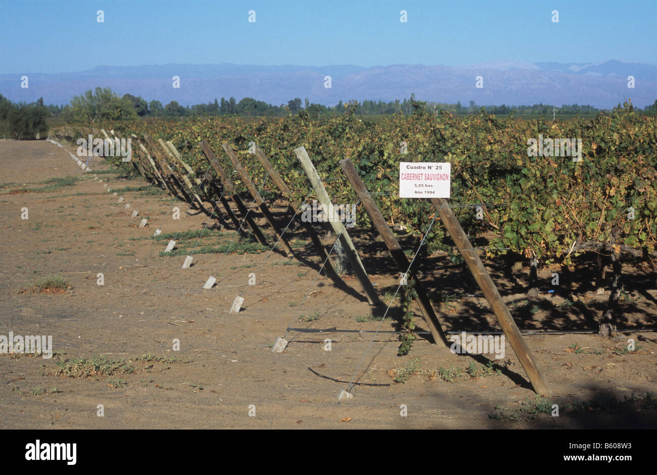 Vignes près de Caucete, la Province de San Juan, en Argentine. Inscrivez-montre cette récolte est de plants de vigne de Cabernet Sauvignon Banque D'Images