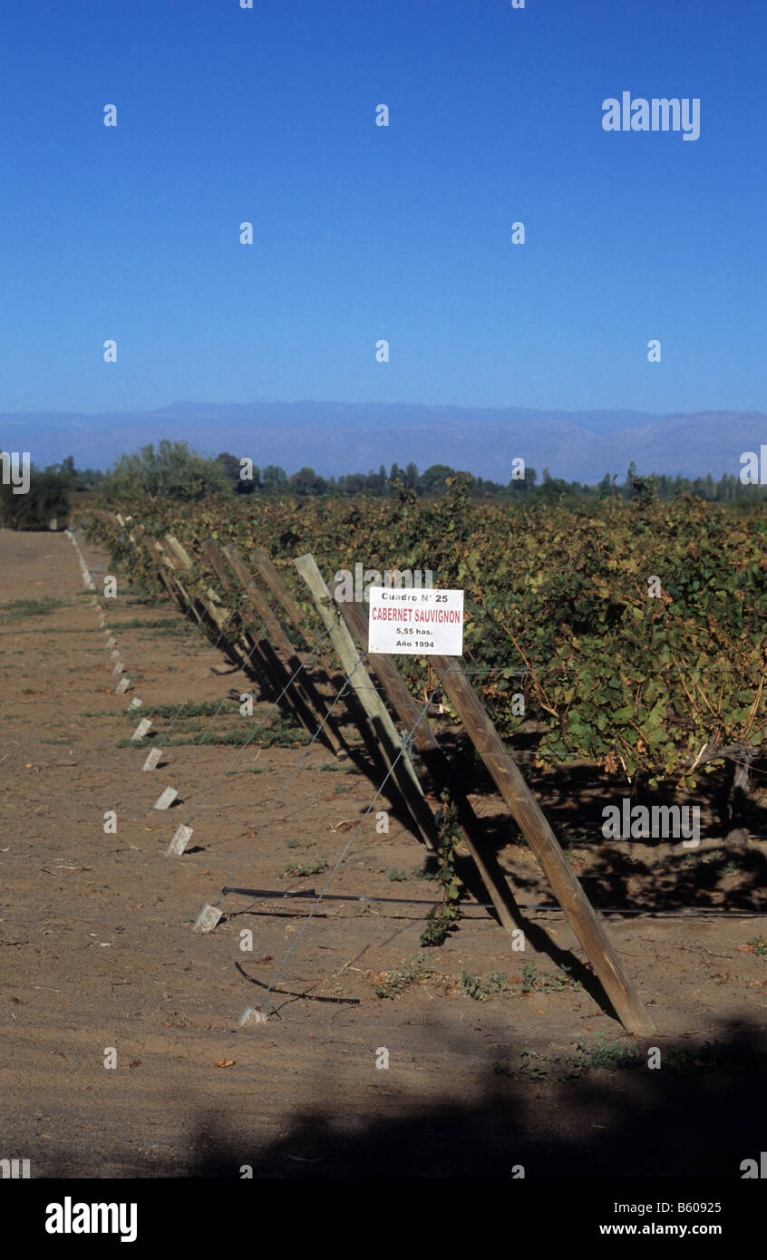 Vignes près de Caucete, San Juan, Argentine. Inscrivez-montre cette récolte est de plants de vigne de Cabernet Sauvignon Banque D'Images