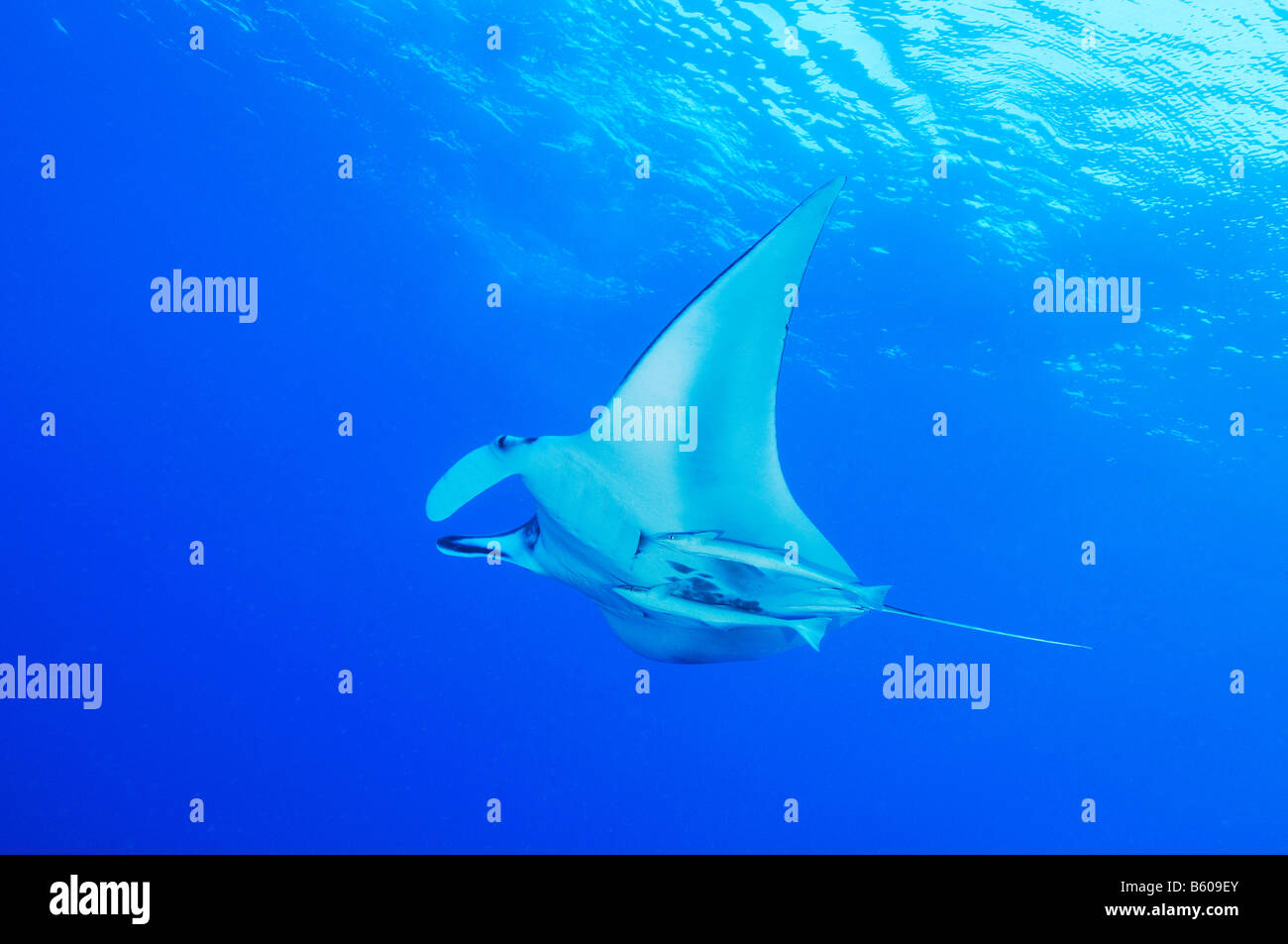 Echeneis naucrates Manta birostris et ,Manta Ray avec suckerfish, Mer Rouge Banque D'Images