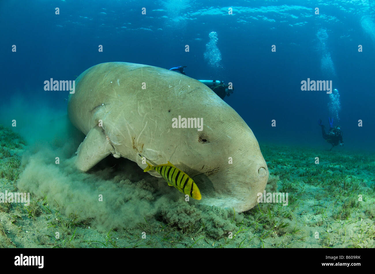 Dugong dugon, Gnathanodon speciosus, Dugong avec juvenile Golden trevally, Mer Rouge Banque D'Images