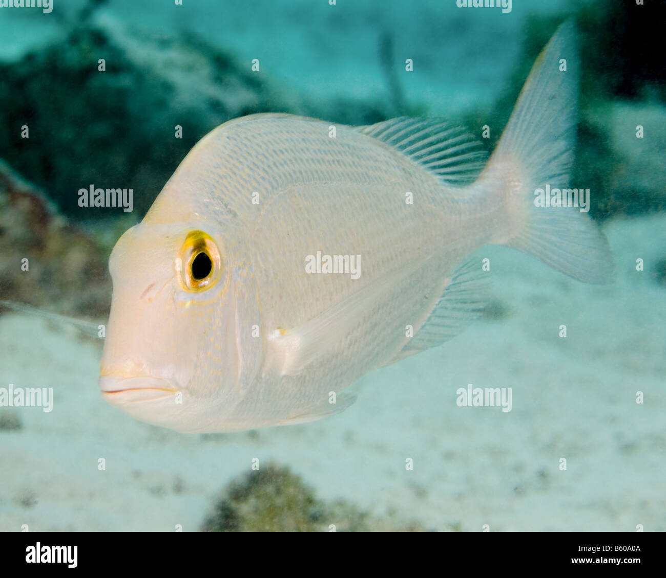 Un Saucereye Porgy se précipite devant la caméra. Banque D'Images