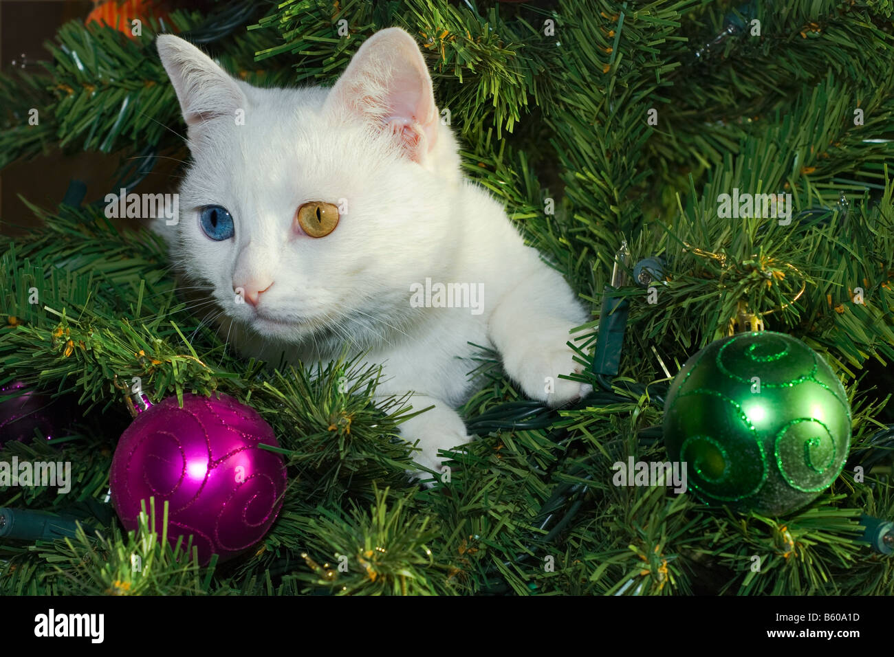 Chat blanc aux yeux hétérochromiques assis dans un sapin de Noël décoré de boules vertes et roses. Banque D'Images