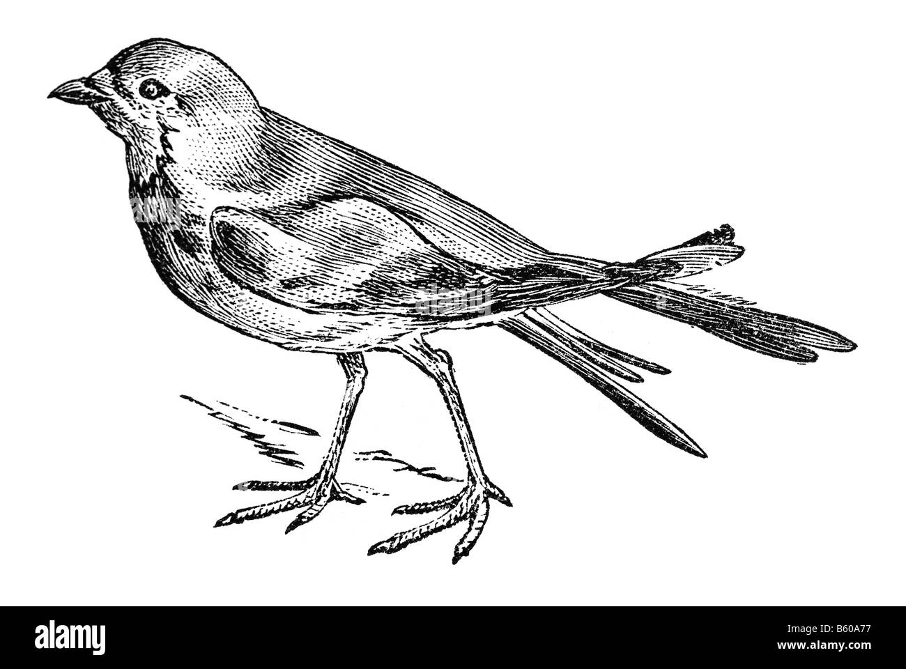 Glareola pratincola Pratincoles Glareolidae est une famille d'oiseaux échassiers dans le sous-ordre Charadri Banque D'Images